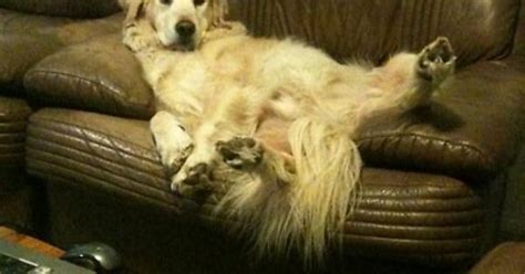 My Golden Retriever Kicking Back The Fuck Is This Imgur