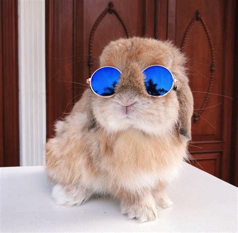 Psbattle Bunny In Round Glasses Photoshopbattles Baby Animals