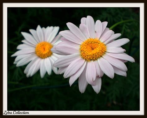 Light Pink Daisy Blooms Late Spring Zeba Collection Flickr