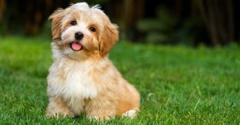 Havanese Prices 2024 Purchase Cost Vet Bills Grooming And More A