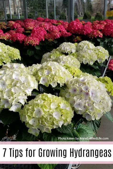 Hydrangea Flowers 7 Tips For Growing Hydrangeas