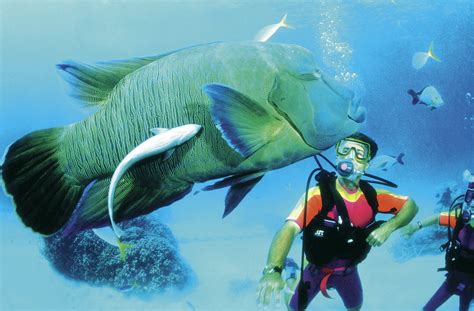 Scuba Diving Is One Of The Many Activities That Are Offered In The