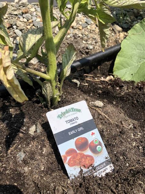Early Girl Tomato 🍅 🌱 Discover The Benefits Of This Fast Growing Variety