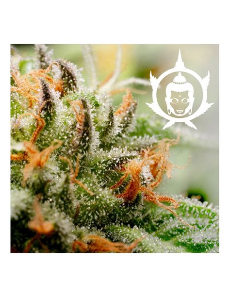 Buddha Seeds Assorted Classic Auto X10