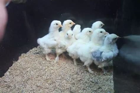 Brahma Day Old Chicks 30 Chicks Per Carton Afrimash Com Nigeria