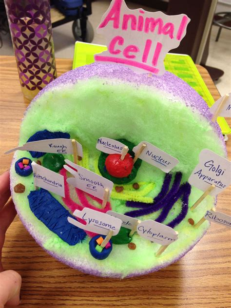 Biology Project To Make An Animal Cell Cells Project Science Fair