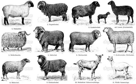 Different Breeds Of Goats And Sheep Publication Of The Book Breeds Of