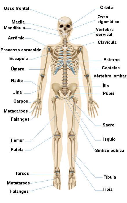 Esqueleto humano nomes dos ossos funções e divisões Brasil Escola