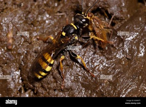 A Hunting Wasp Mellinus Arvensis Sphecidae Female Carrying Away A