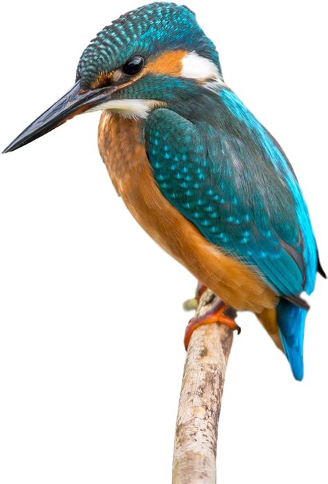 Bird Beak Clip Art Transprent Png Free Ⓒ Common Kingfisher