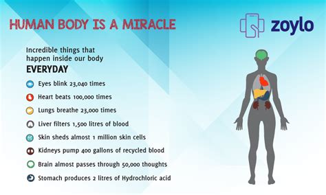Human Body Is A Miracledo You Know These Facts Human Body Healthy