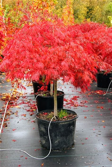 Acer Palmatum Tamukeyama Japanese Maple Conifer Kingdom