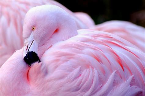 Love The Color Pink Animals Pink Flamingos Flamingo