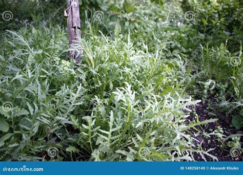 Arugula Plant Grows In An Organic Garden Close Up Stock Photo Image