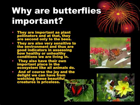 Ppt Butterfly Tiger Powerpoint Presentation Free Download Id4145398