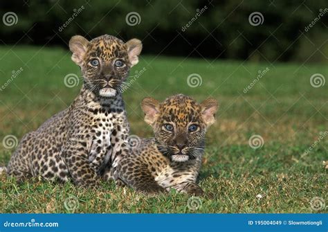 Leopard Panthera Pardus Cub Standing On Grass Stock Image Image Of