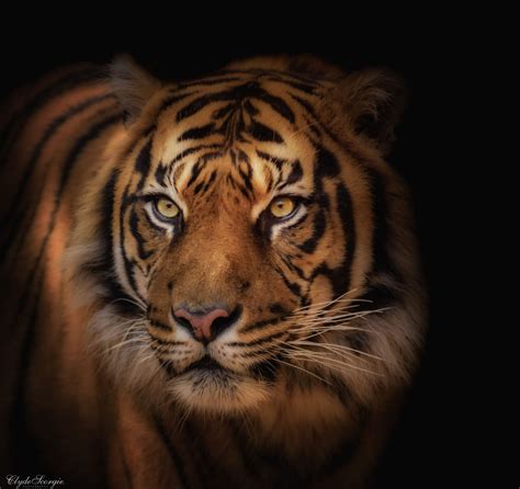 Last One Of This Sumatran Tiger Series Sumatran Tiger Tiger Animals