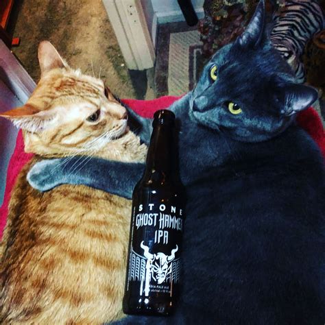Pin By James Retling On Beer Cats Cats Animals