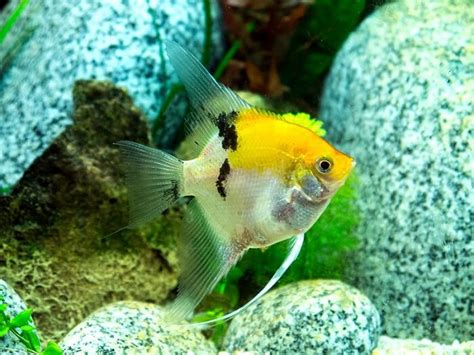 Koi Angelfish Care Guide Your Aquarium Place