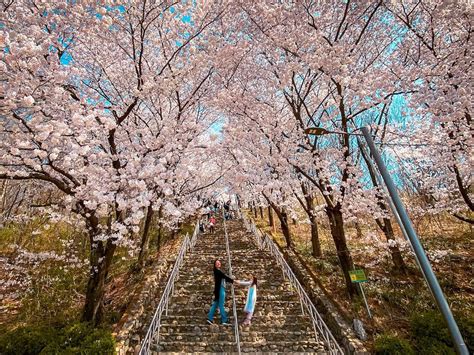 25 magical places to see cherry blossoms in korea 2024 forecast and best festivals travel