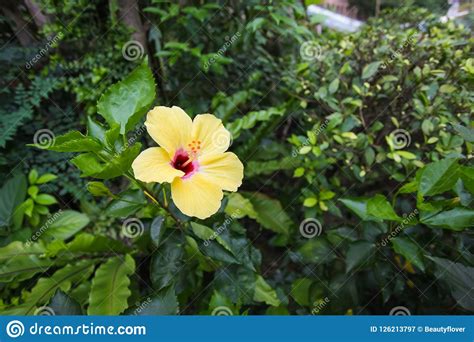 Close Up Yellow Hibiscus Flower In Nature In Green Leaves