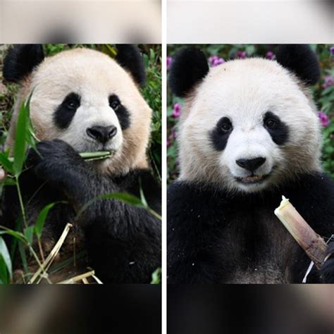 Two Giant Chinese Pandas En Route To Qatar For First Ever ‘panda