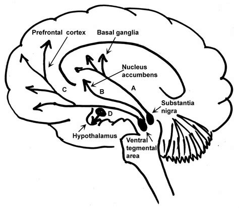 Main Dopaminergic Pathways In The Brain A Nigrostriatal Pathway B