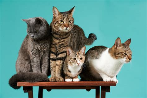 Assorted Cats Screenshot Hd Wallpaper Wallpaper Flare