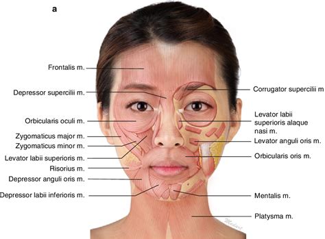 Pdf Clinical Anatomy Of The Face For Filler And Botulinum Toxin