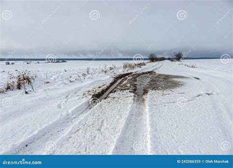 Snowy Road In A Field Leading To Pine Forest Winter Road To Nowhere In