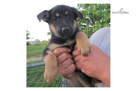 Kahydee German Shepherd Puppy For Sale Near Roanoke Virginia