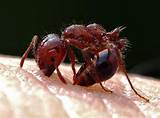 Are All Red Ants Fire Ants Photos