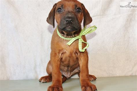 Zolja Rhodesian Ridgeback Puppy For Sale Near Southeast Ks Kansas