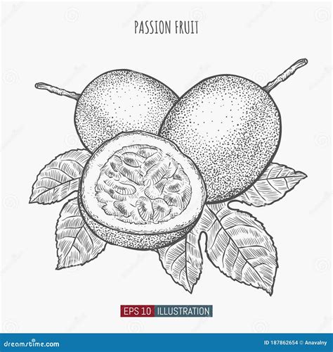 hand drawn passion fruit isolated template for your design works stock vector illustration of