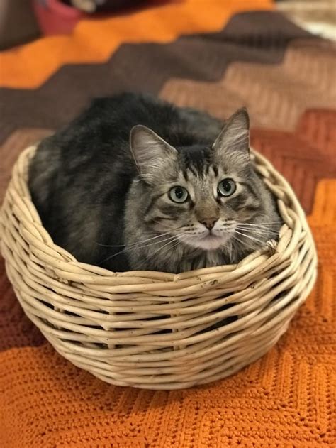 75cents For This Basket Cat Was Found For Free At The Dump 5 Years Ago