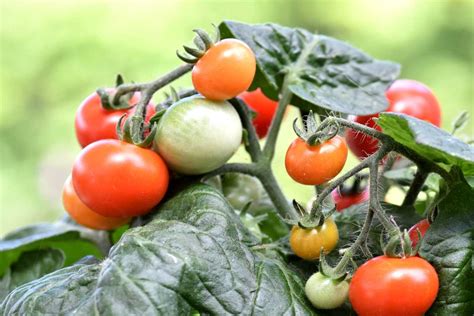 How To Prune Cherry Tomato Plants To Get An Overload Of Fruits