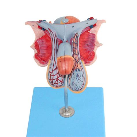 Buy Educational Model Male Reproductive Model Genital Organs Model