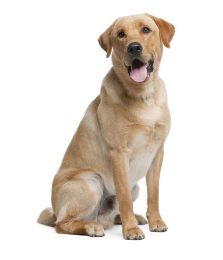 Labrador Retriever Dogs Dog Breeds