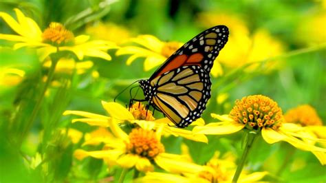 Monarch Butterfly And Yellow Flowers Insects Desktop Hd