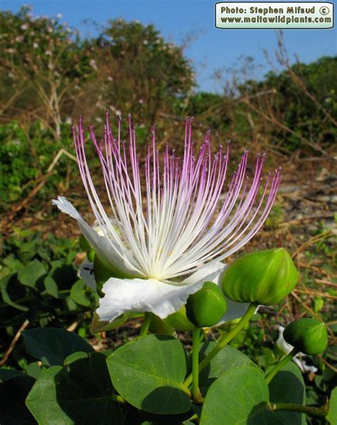 Capparis Spinosa Spiny Caper The