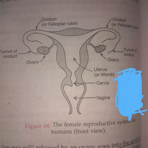 Draw A Labelled Diagram Of Human Female Reproductive System And Label