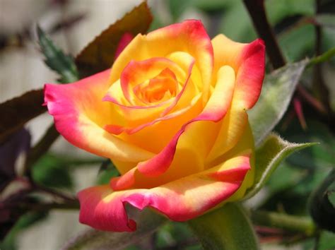 Paling Populer 10 Bunga Mawar Kuning Melambangkan Gambar Bunga Indah