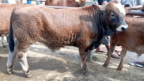 SAPI PEDETAN VIRAL PRIMADONA PASAR WIROSARI YouTube