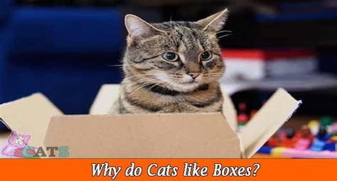 If your cat continues to pant, you should consult your vet. What's Up With That: Why Do Cats Like Boxes So Much? in ...
