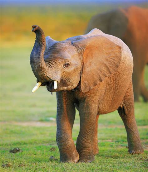 Elefante Del Bebé Foto De Archivo Imagen De Fauna Olor 29008240