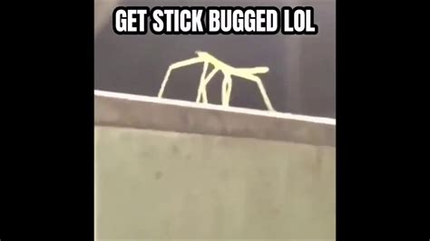 Get Stick Bugged Meme Youtube