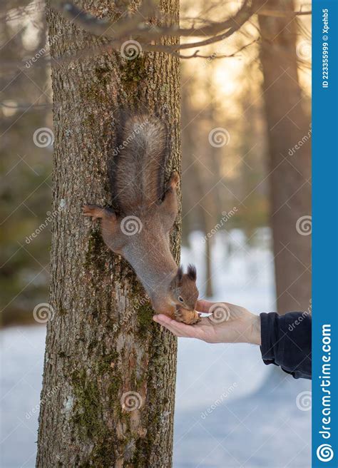 A Squirrel Takes Nuts From A Man S Hand A Hungry Squirrel In A Forest