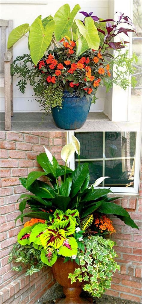 Best Shade Plants And 30 Gorgeous Container Garden Planting Lists