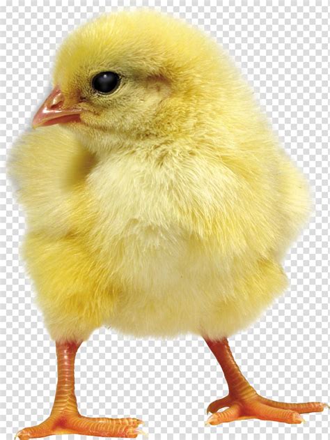 Naked Neck Ukraine Broiler Poultry Farming Chickens Transparent