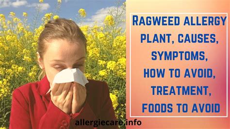 Ragweed Allergy Plant Causes Symptoms And More Allergie Care